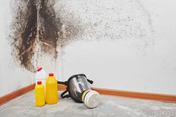 Office Mold Removal Services in Franklin Furnace, OH