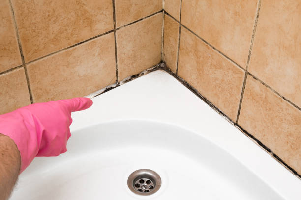 Best Crawl Space Mold Removal  in Franklin Furnace, OH